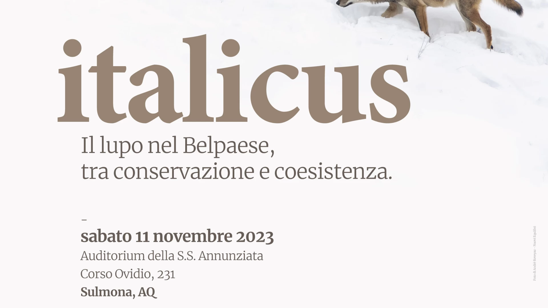 “Italicus” a Sulmona, l’evento tematico sul lupo